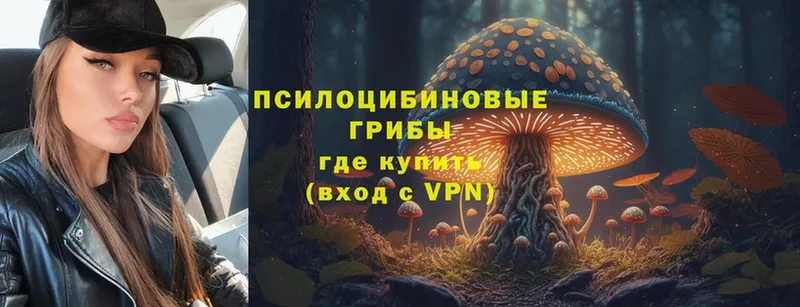 Галлюциногенные грибы Psilocybine cubensis  Трубчевск 